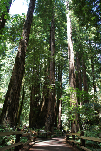 Muir Woods National Monument