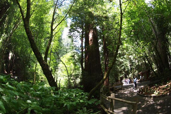 Muir Woods National Monument