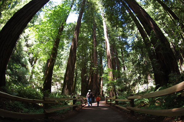 Muir Woods National Monument