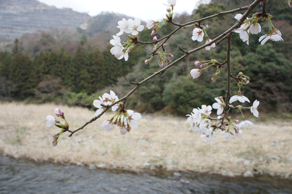 青野原オートキャンプ場 花見