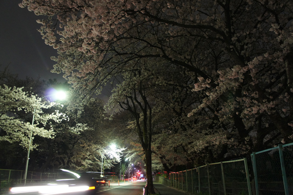 東京の夜桜