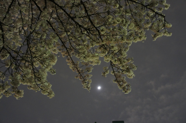 東京の夜桜